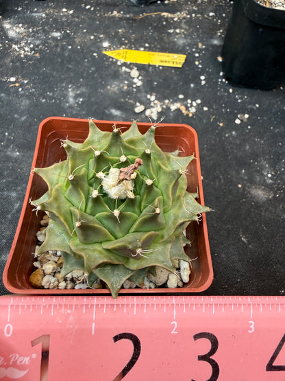 Obregonia denegrii 923