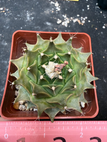 Obregonia denegrii 923