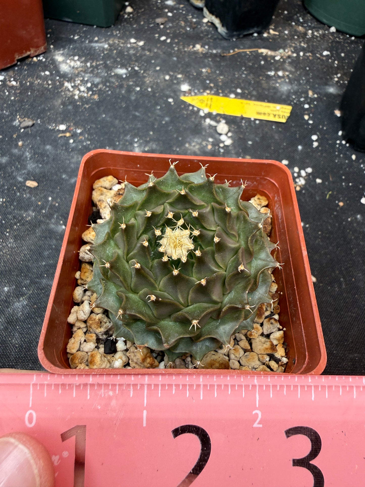 Obregonia denegrii 905