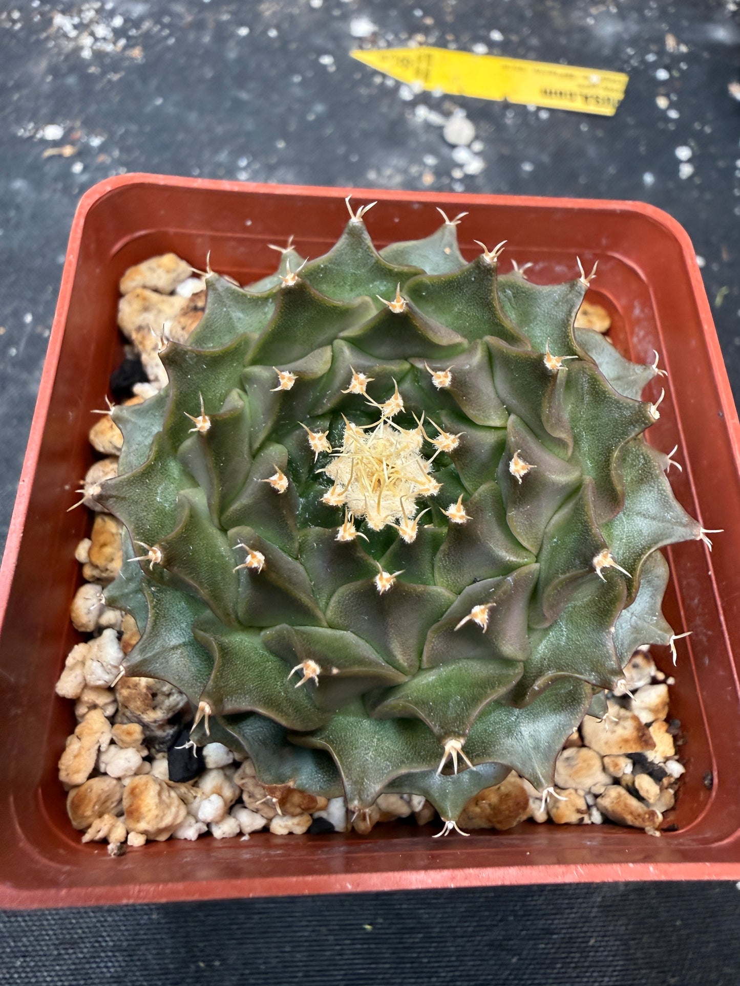Obregonia denegrii 905