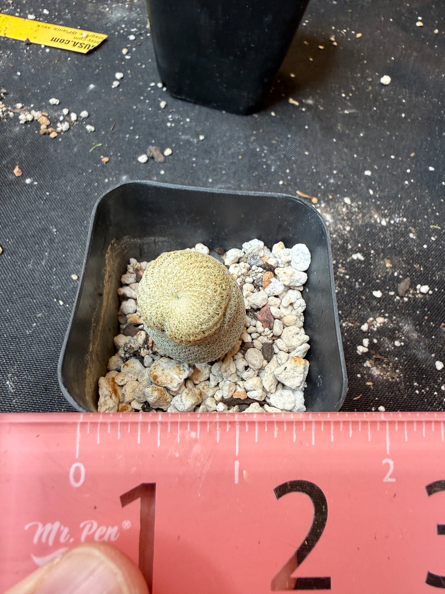 Epithelantha bokei rare 903