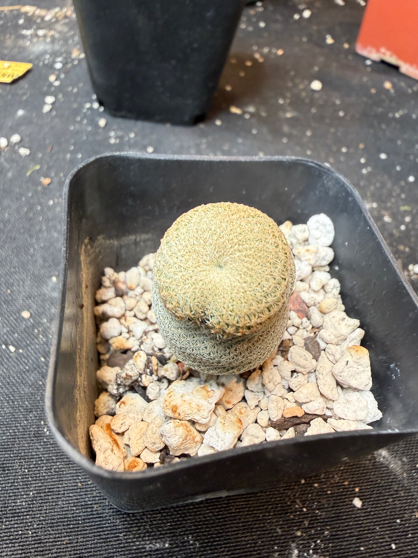 Epithelantha bokei rare 903