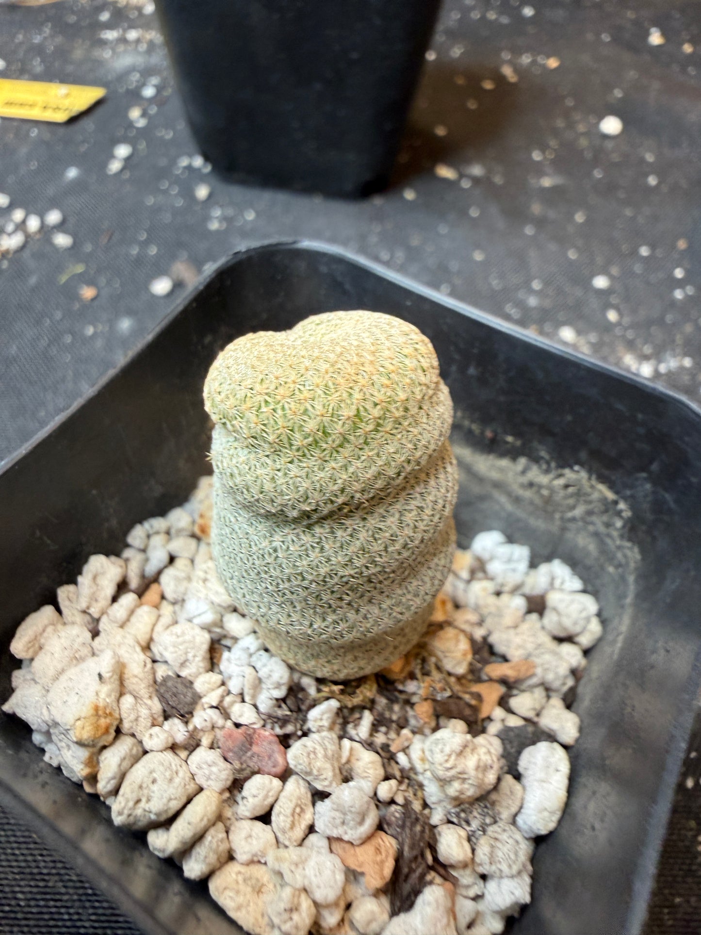 Epithelantha bokei rare 903