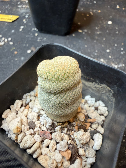 Epithelantha bokei rare 903