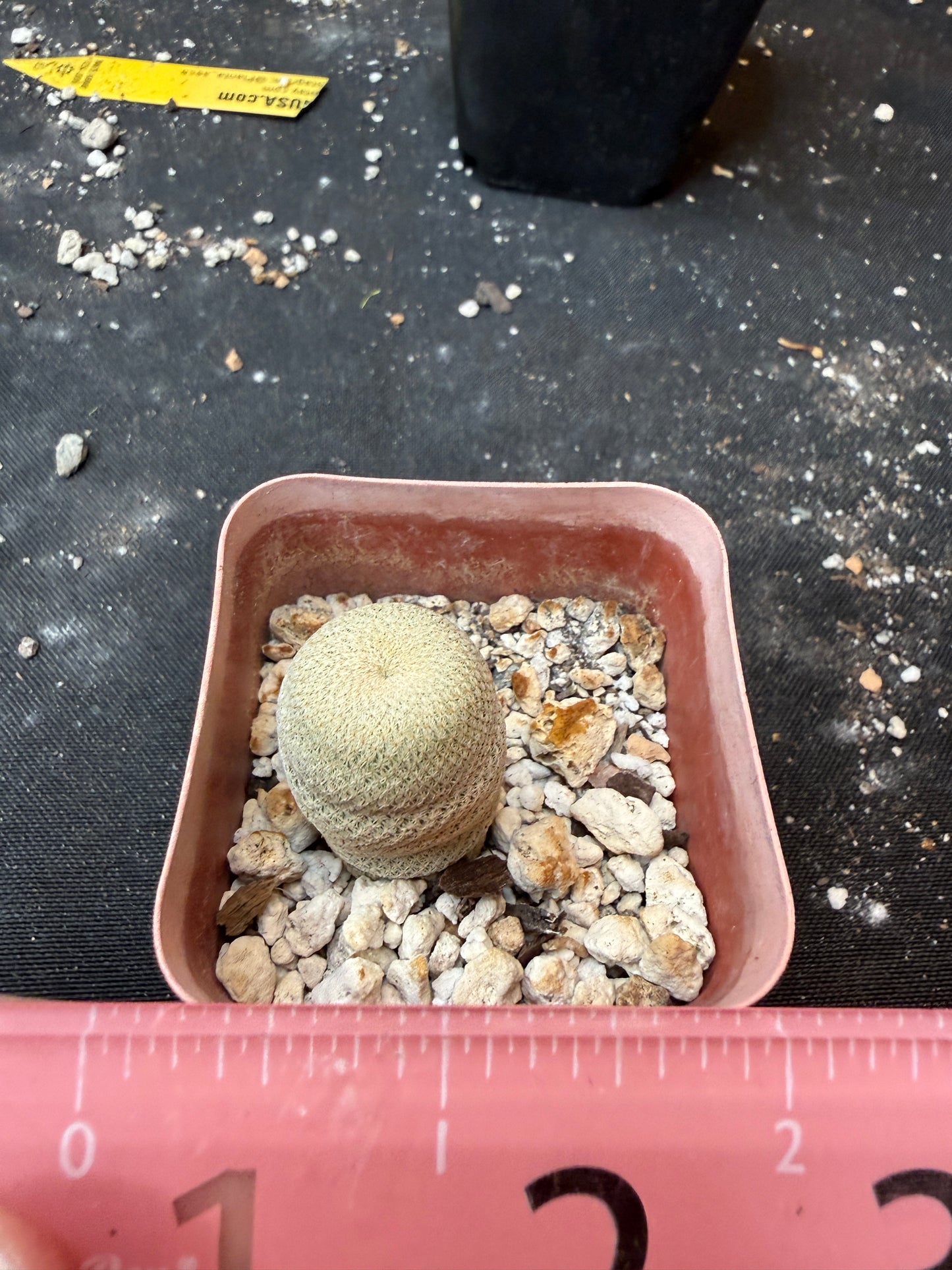 Epithelantha bokei 904