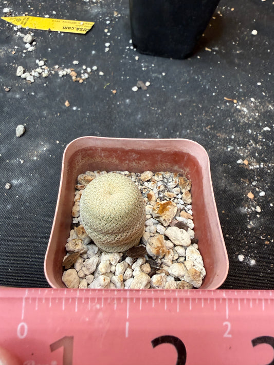 Epithelantha bokei 904