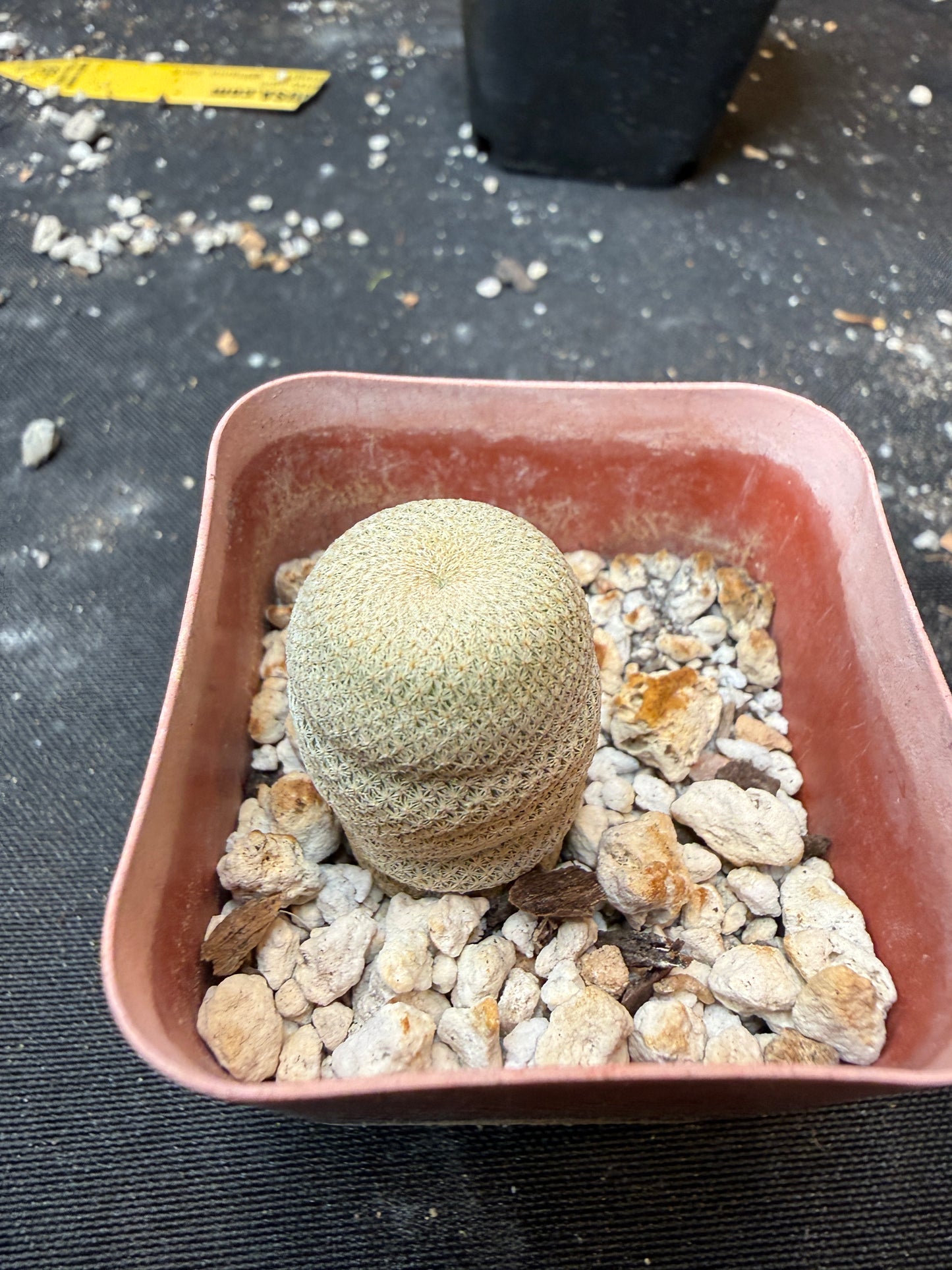 Epithelantha bokei 904