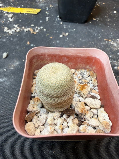 Epithelantha bokei 904