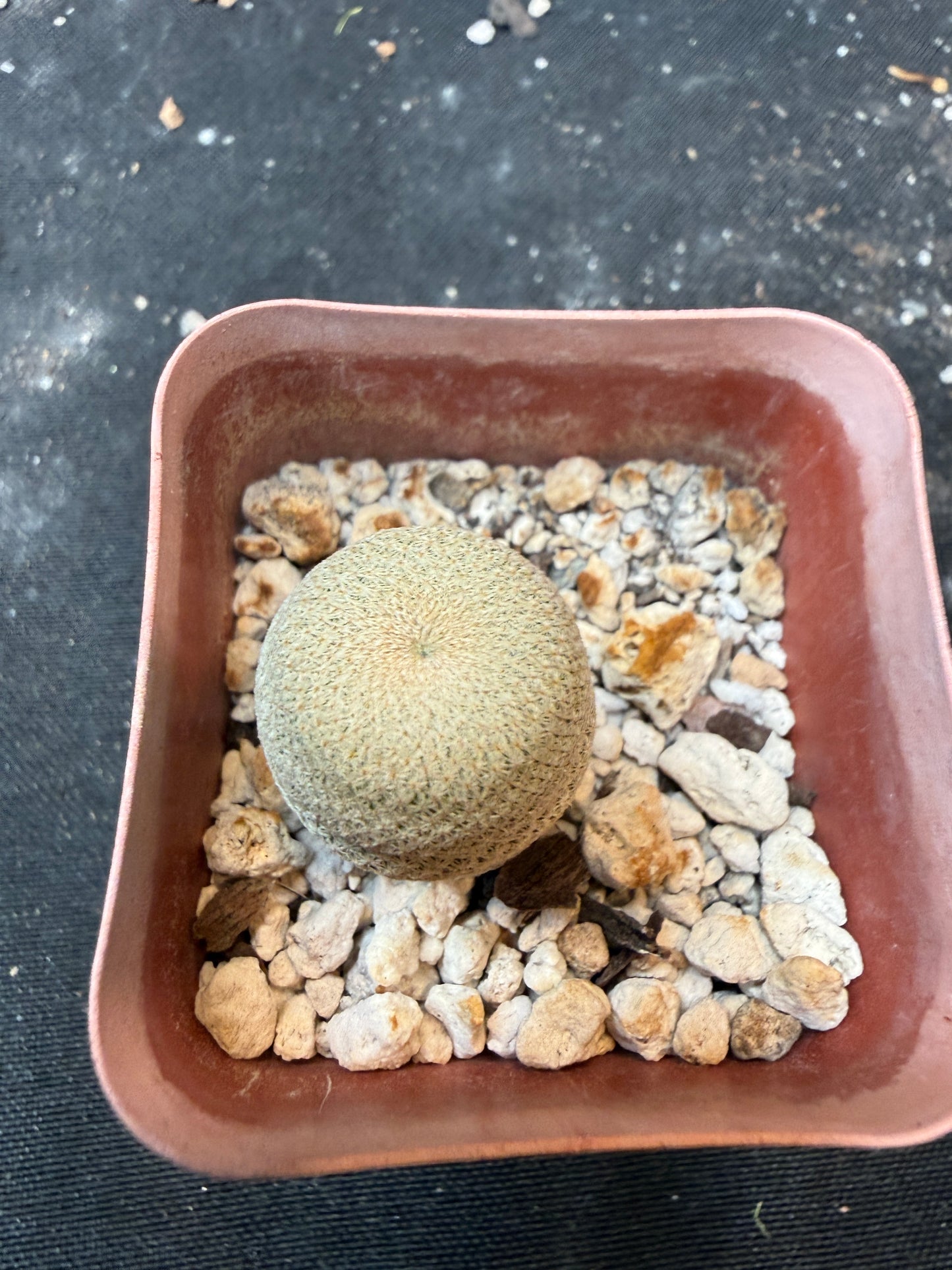 Epithelantha bokei 904
