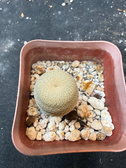 Epithelantha bokei 904