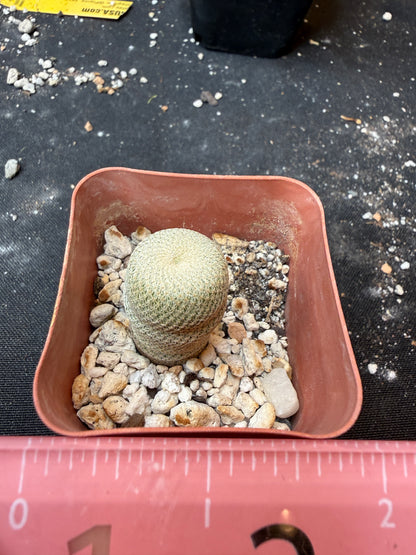 Epithelantha bokei 925