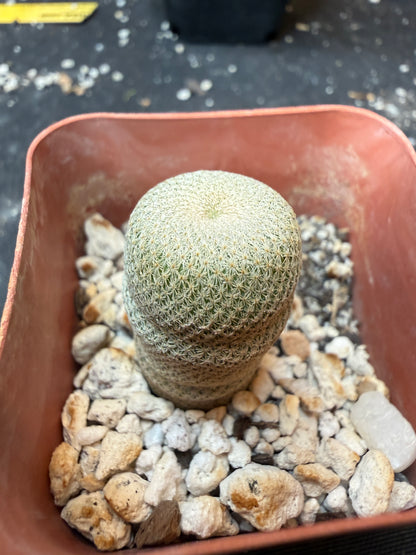 Epithelantha bokei 925