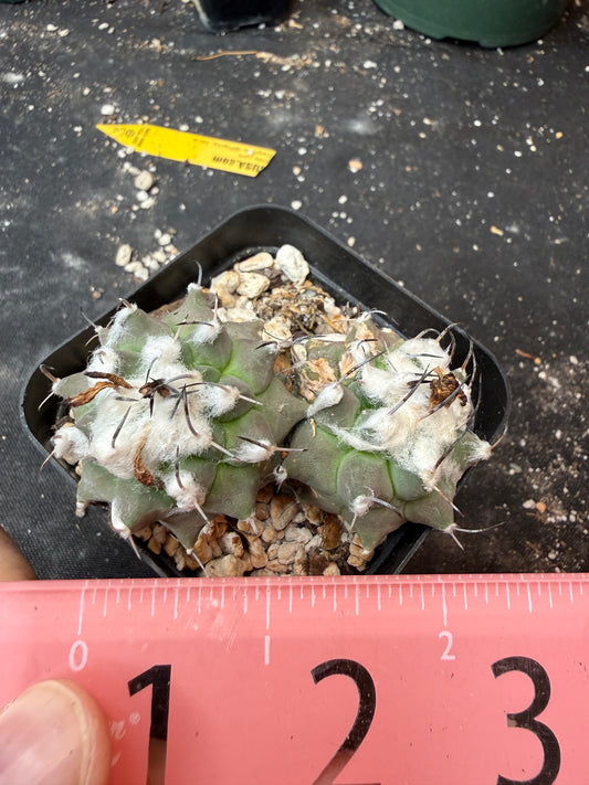 Turbinicarpus lophophoroides two headed rare cactus 910