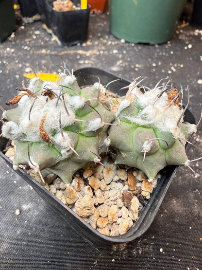 Turbinicarpus lophophoroides two headed rare cactus 910