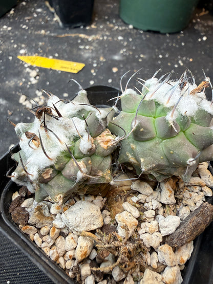 Turbinicarpus lophophoroides two headed rare cactus 910