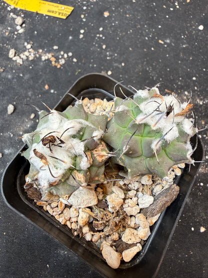 Turbinicarpus lophophoroides two headed rare cactus 910
