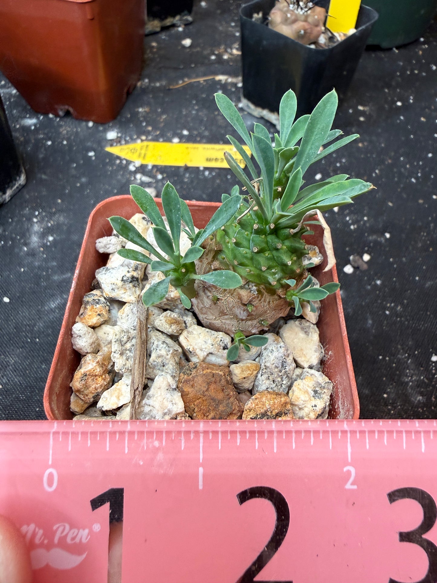 Euphorbia japonica 630