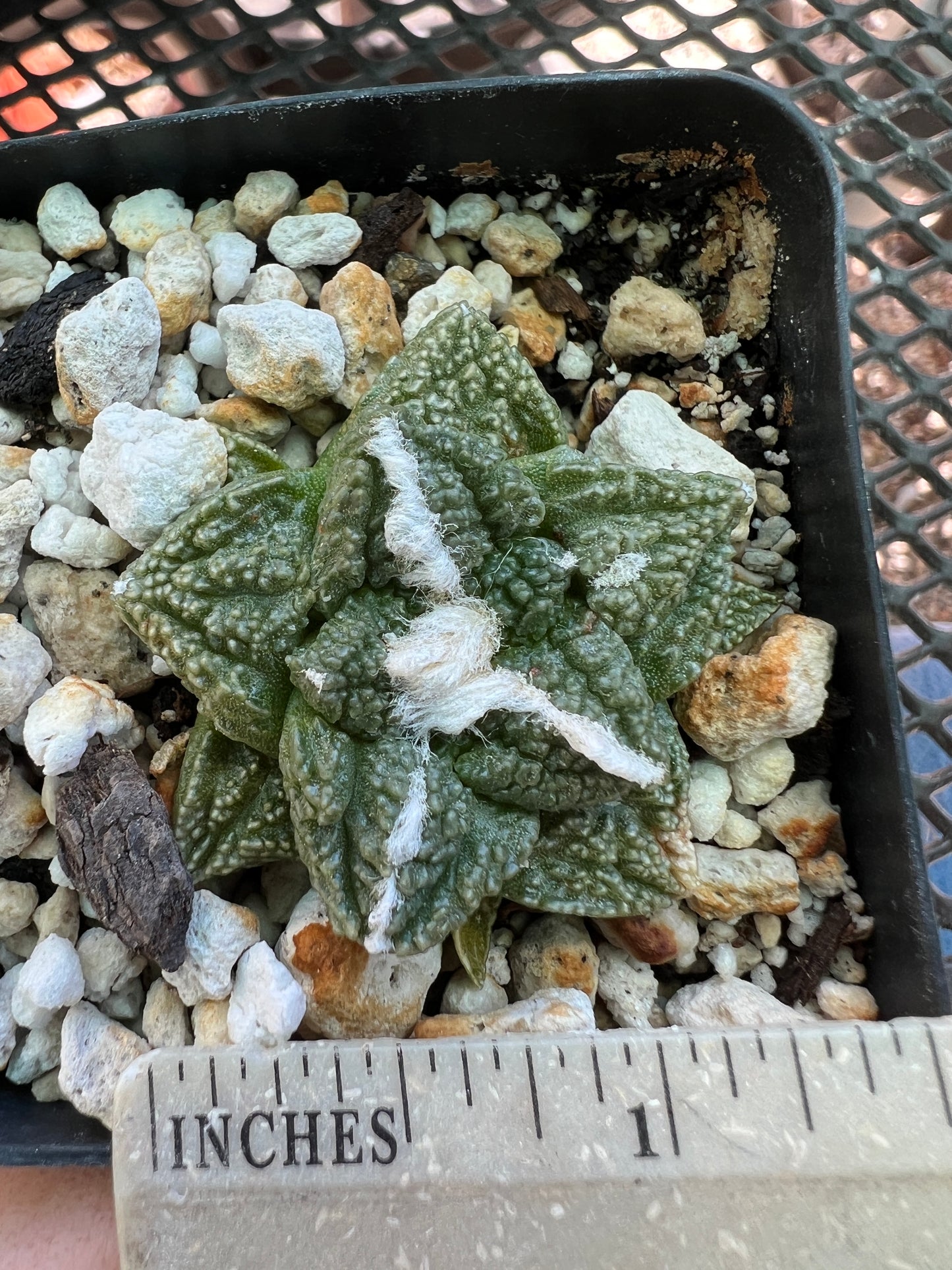 Ariocarpus fissuratus cactus in 2.5 inch pot