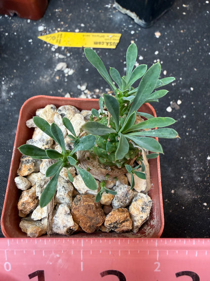 Euphorbia japonica 630