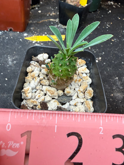 Euphorbia japonica 658