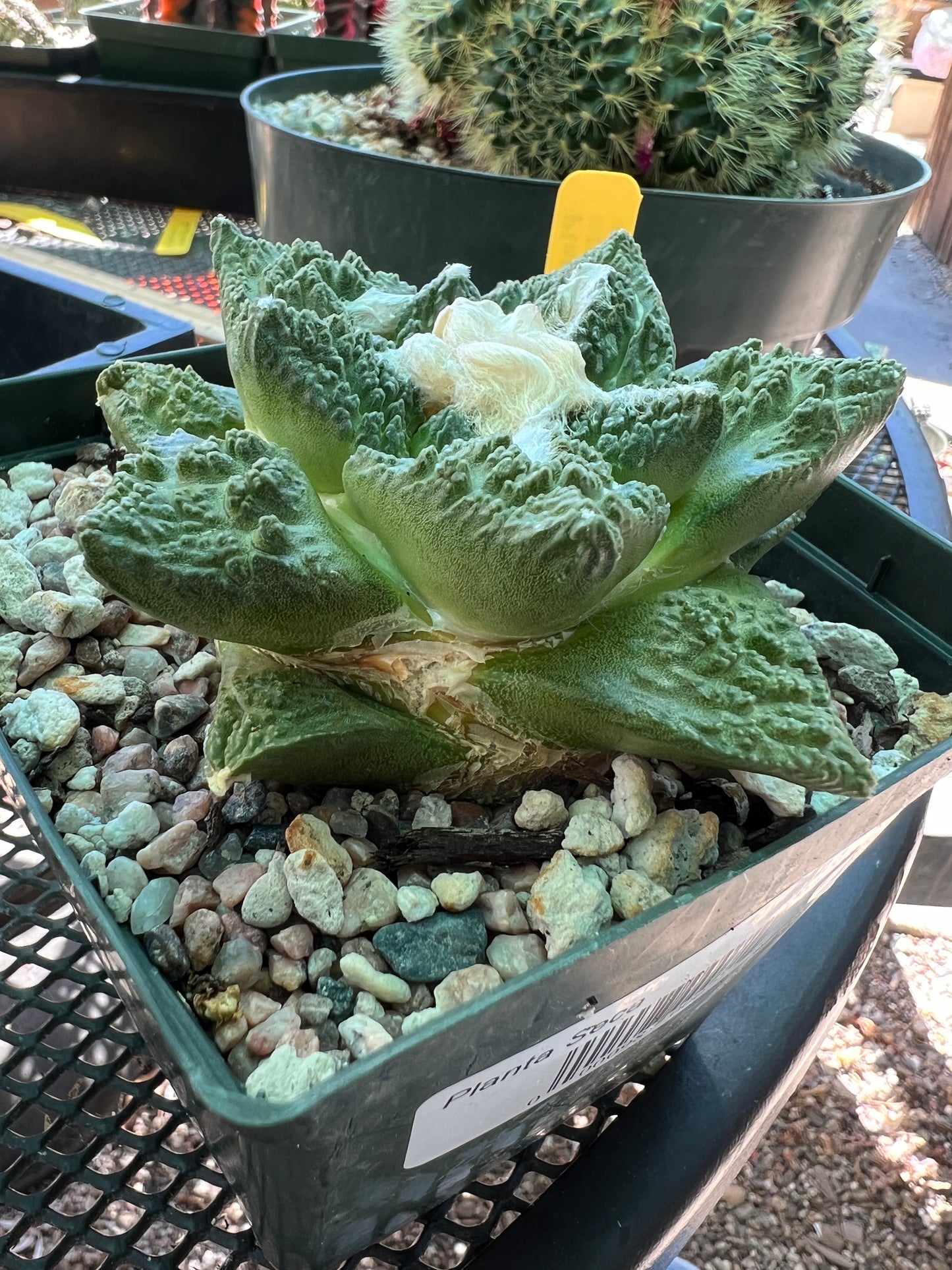 Ariocarpus Godzilla cactus in 5 3/4 inch pot