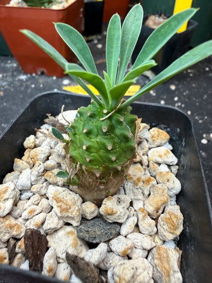 Euphorbia japonica 658