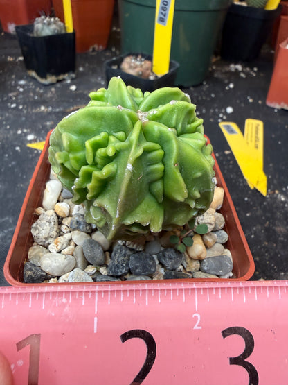 Astrophytum myriostigma fukuryu 120
