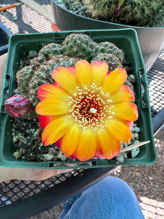 Sulcorebutia bicolor rare plant in 4.25 inch pot