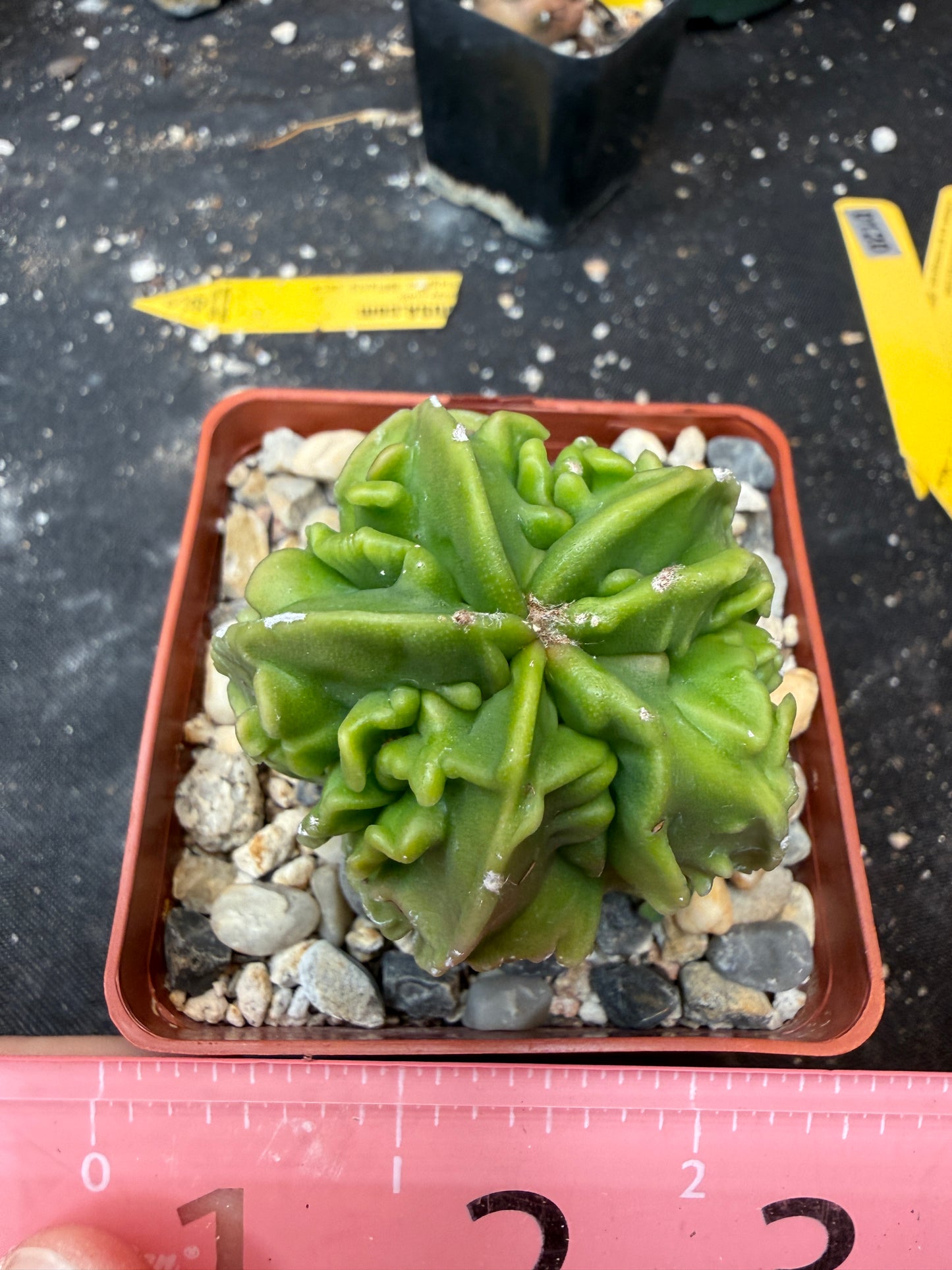 Astrophytum myriostigma fukuryu 120