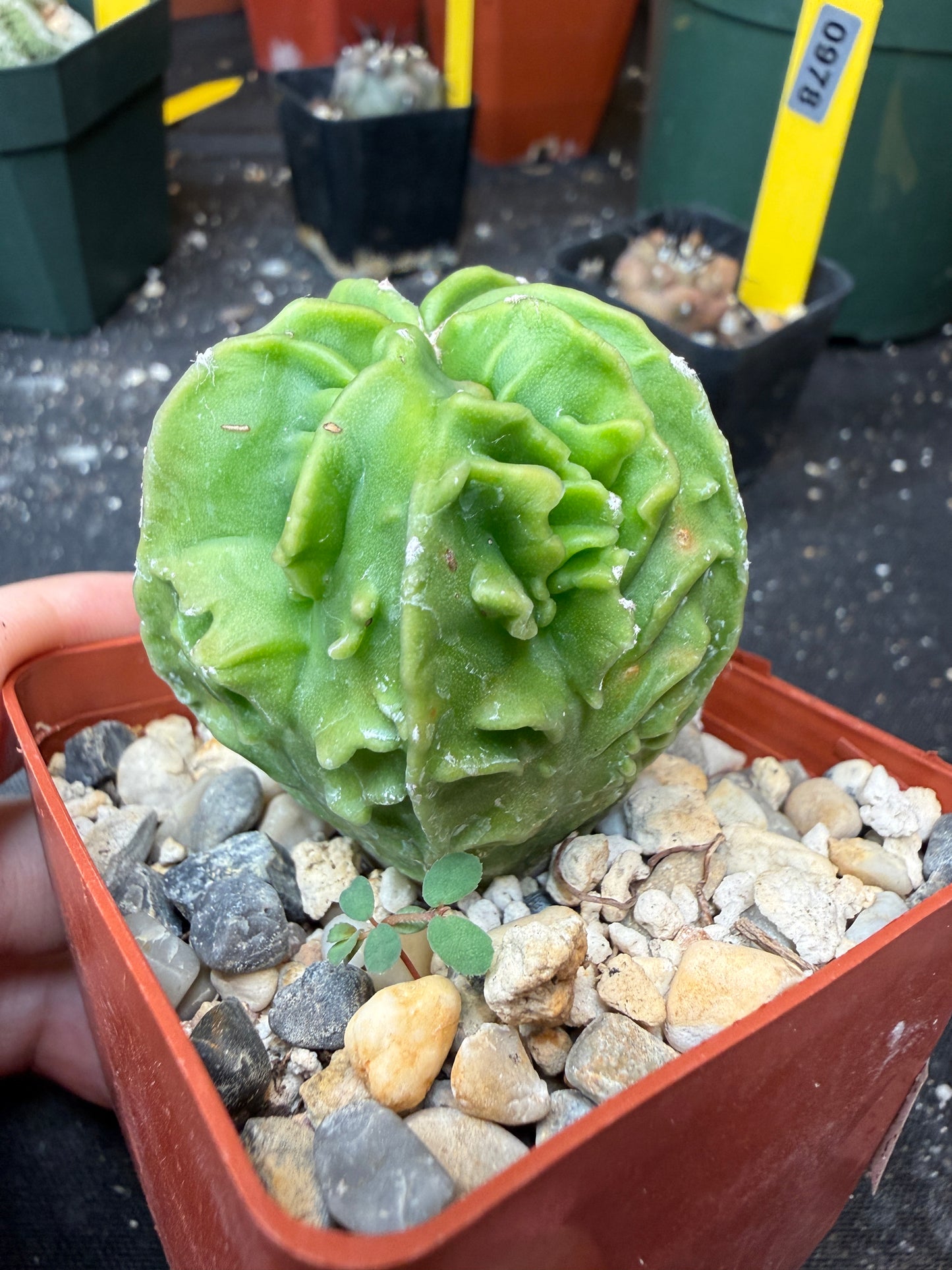 Astrophytum myriostigma fukuryu 120