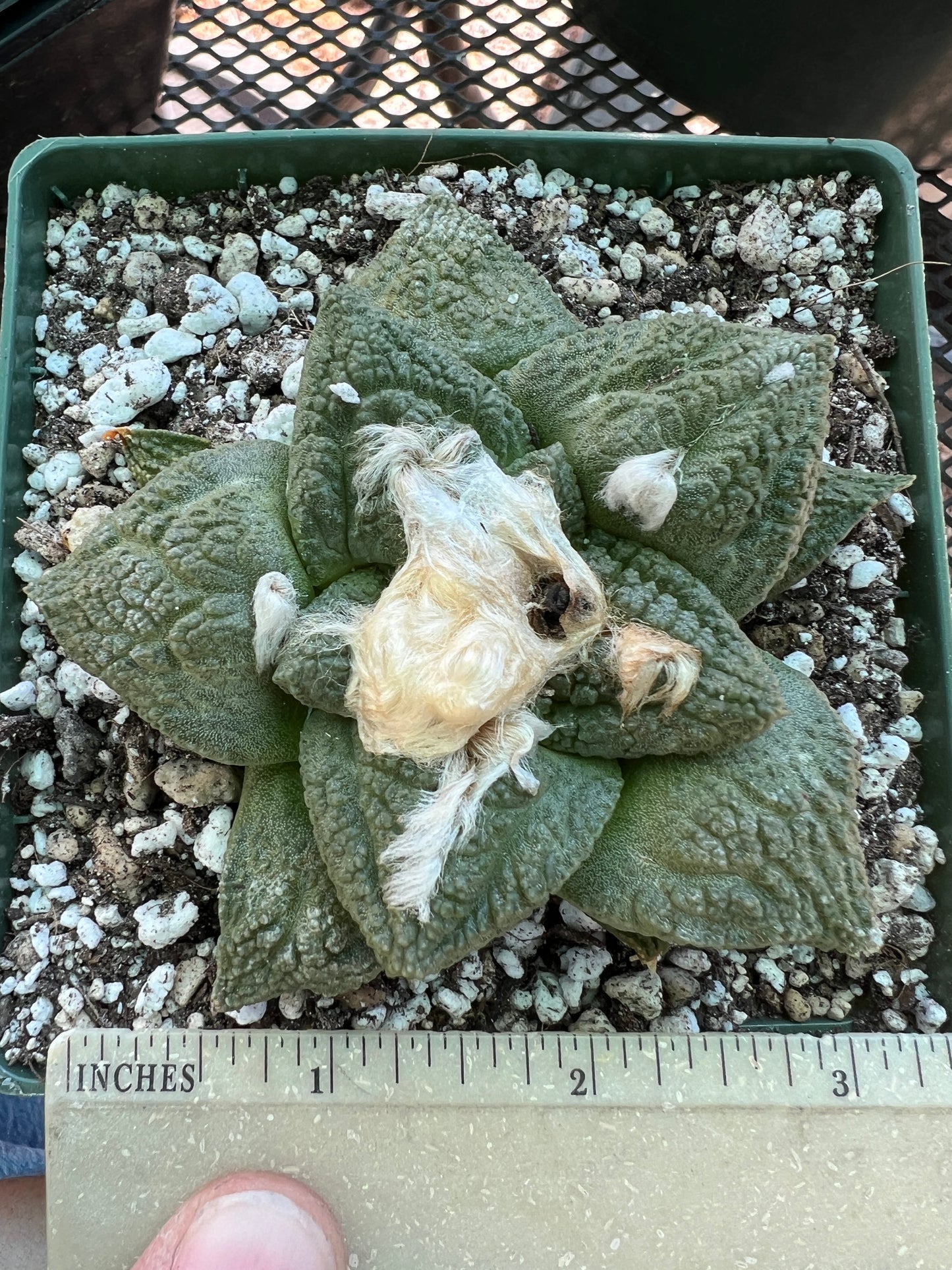 Ariocarpus fissuratus intermediate cactus in 4.25 inch pot