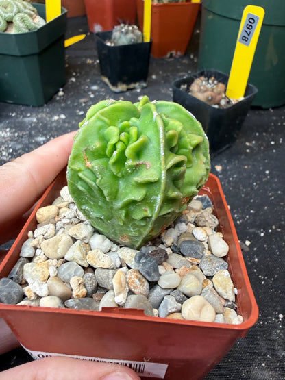 Astrophytum myriostigma fukuryu 120