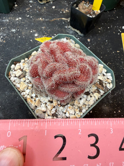 Echinopsis mirabilis crest rare 927
