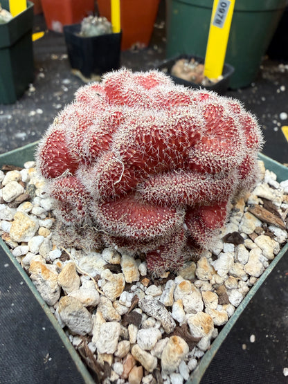 Echinopsis mirabilis crest rare 927