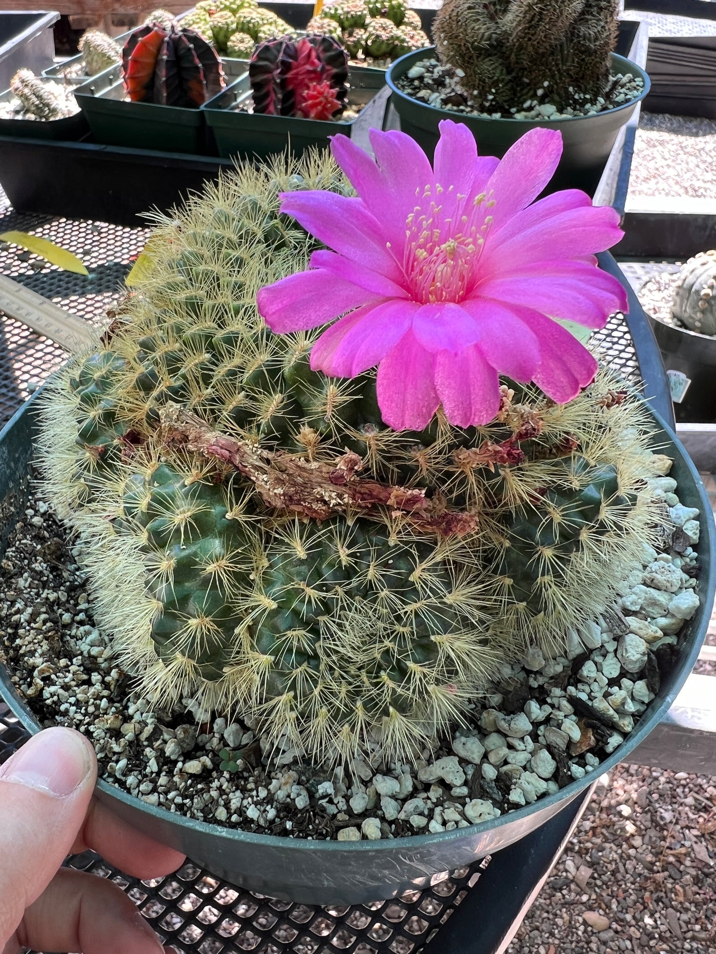 Sulcorebutia swobodae rare specimens in 8 inch pot, touchable really soft spines