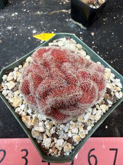 Echinopsis mirabilis crest rare 927