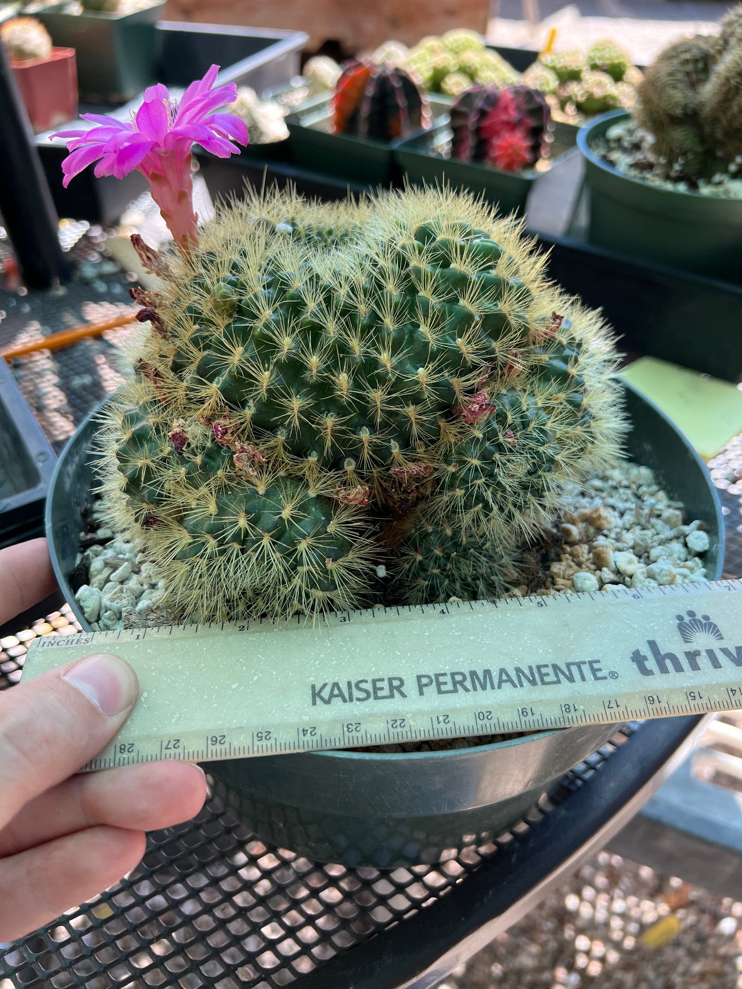 Sulcorebutia swobodae rare specimens in 8 inch pot, touchable really soft spines