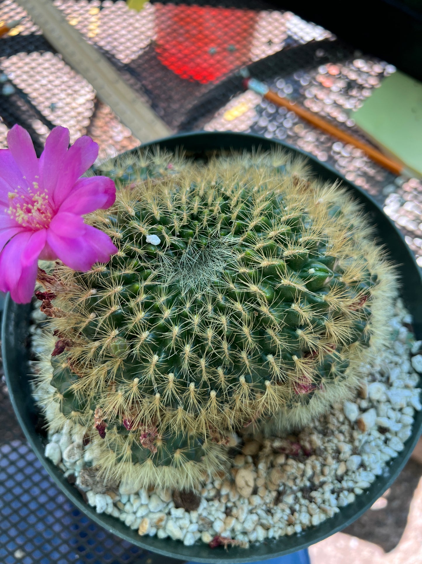 Sulcorebutia swobodae rare specimens in 8 inch pot, touchable really soft spines