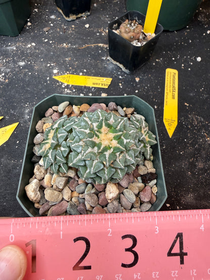 Ariocarpus kotschoubeyanus 3 heads on short graft 920