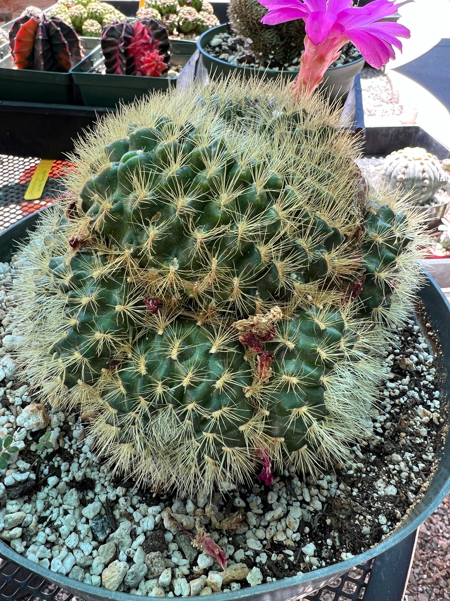 Sulcorebutia swobodae rare specimens in 8 inch pot, touchable really soft spines