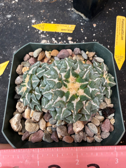 Ariocarpus kotschoubeyanus 3 heads on short graft 920