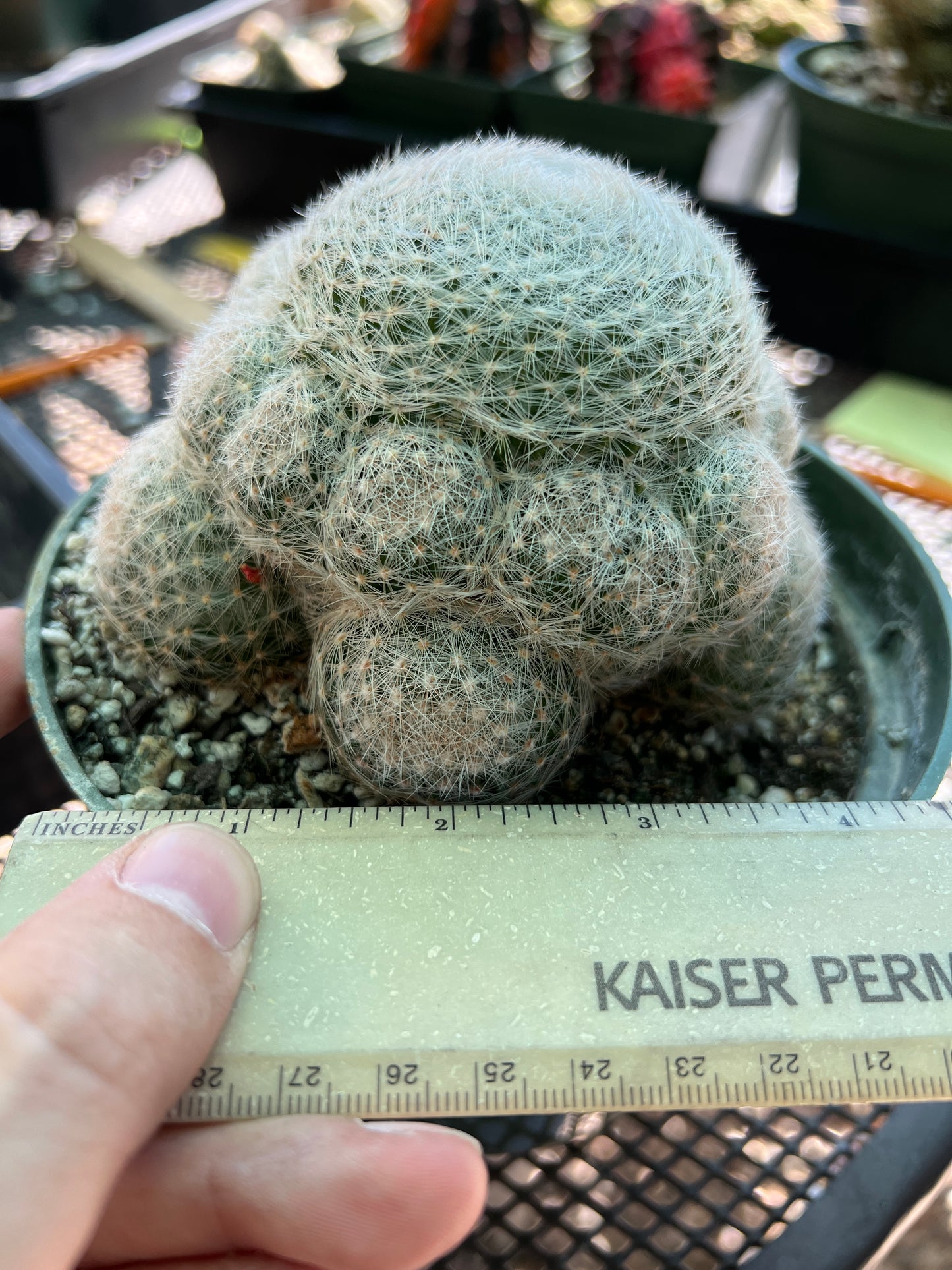 Mammillaria lenta specimen in 6 inch pot