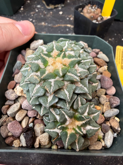 Ariocarpus kotschoubeyanus 3 heads on short graft 920