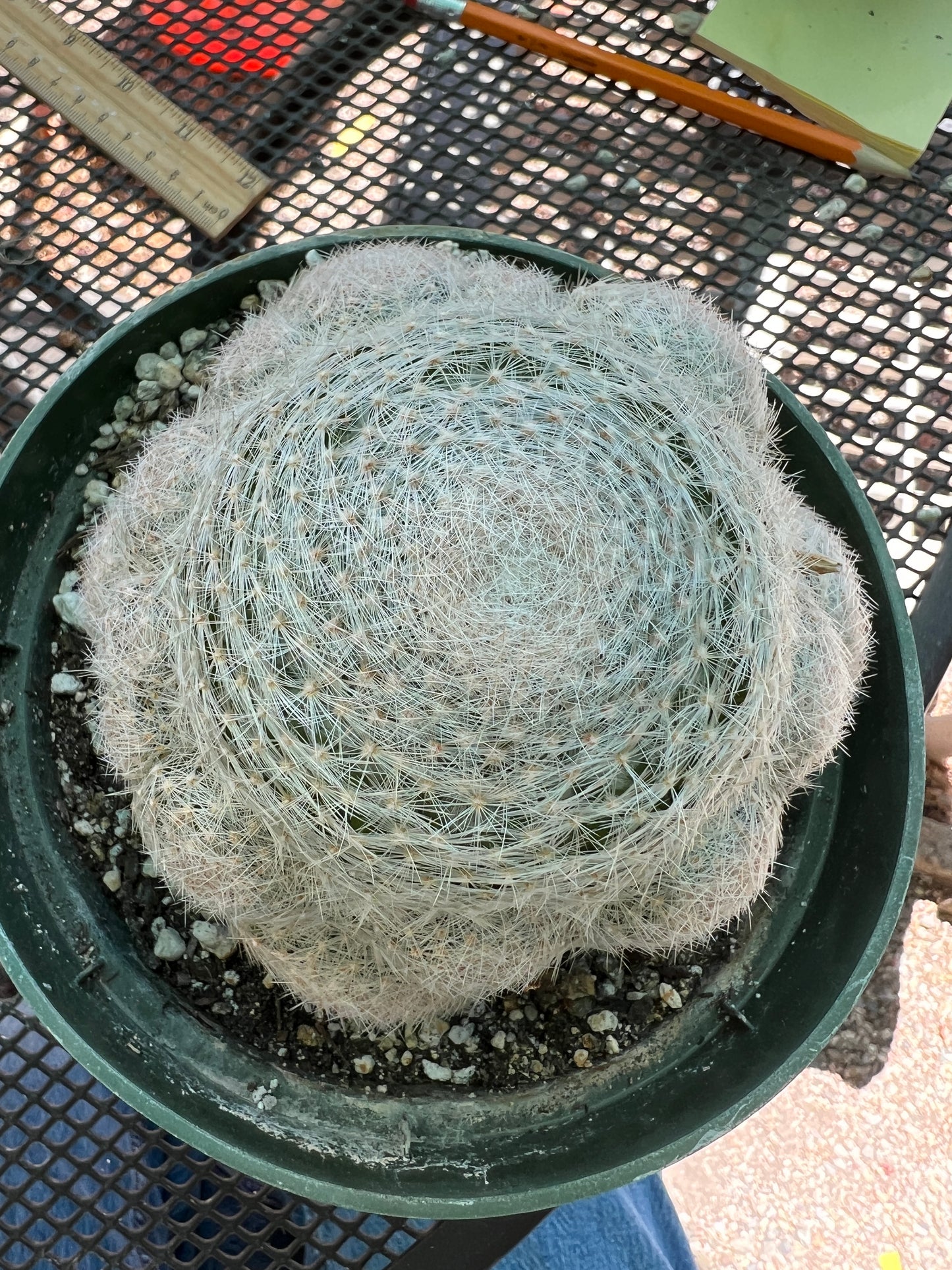 Mammillaria lenta specimen in 6 inch pot