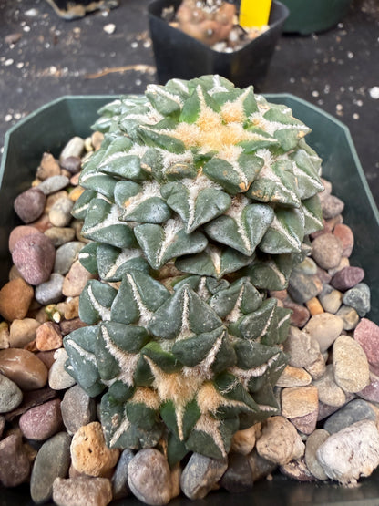 Ariocarpus kotschoubeyanus 3 heads on short graft 920