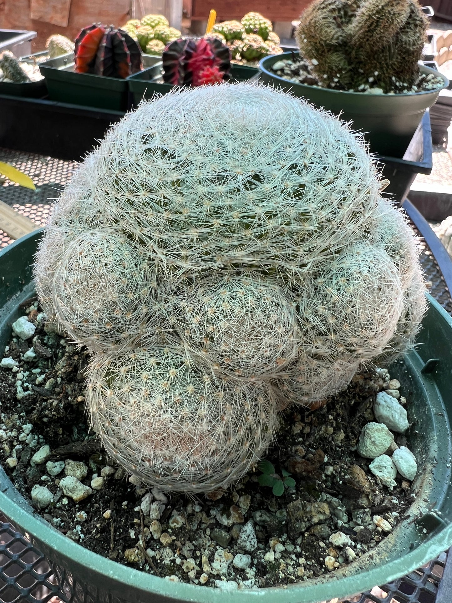 Mammillaria lenta specimen in 6 inch pot