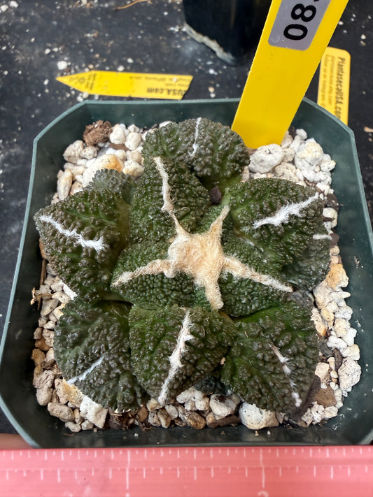 Ariocarpus kotschoubeyanus x Godzilla on short graft