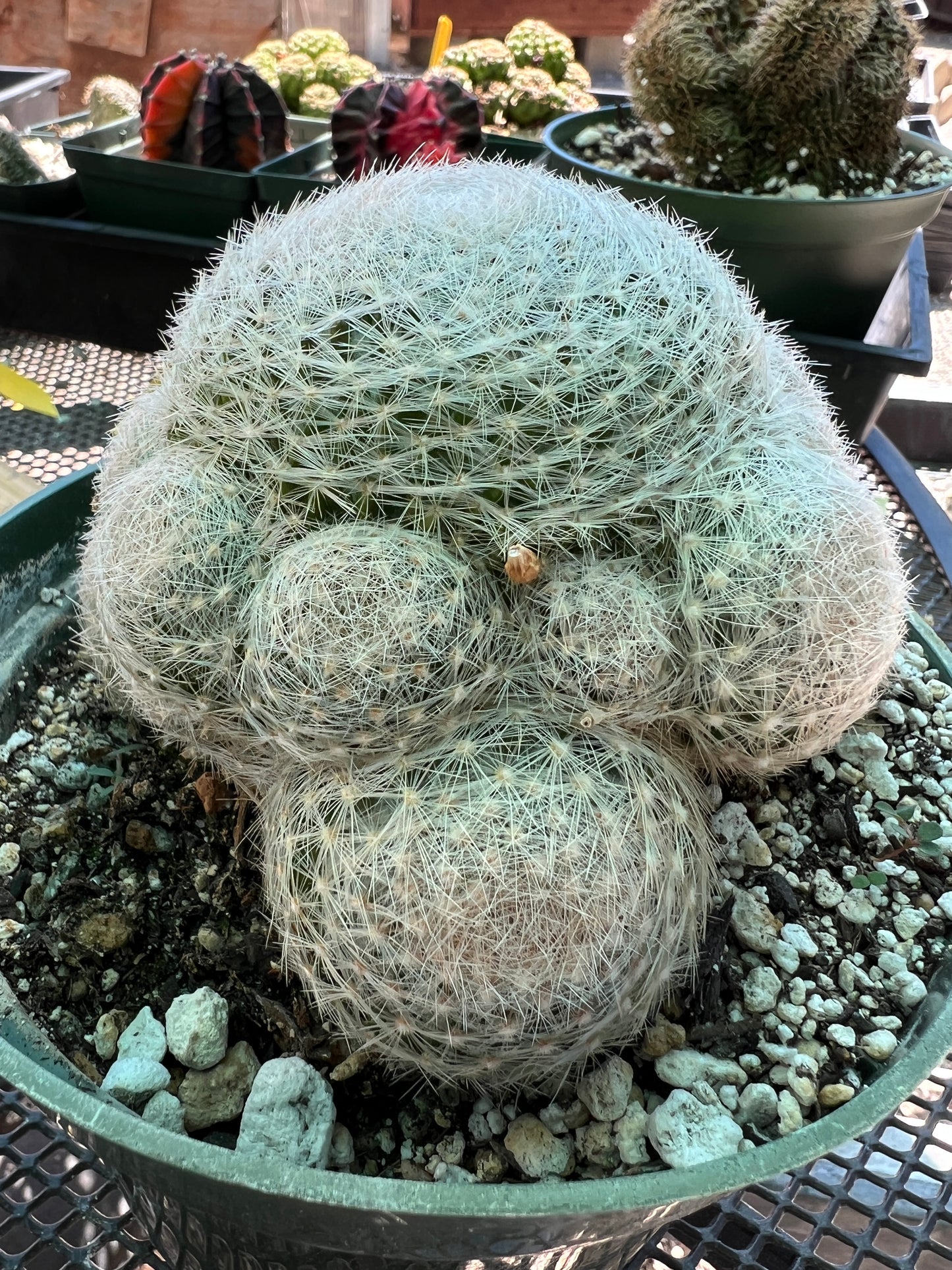 Mammillaria lenta specimen in 6 inch pot