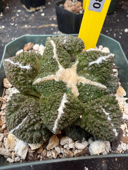 Ariocarpus kotschoubeyanus x Godzilla on short graft