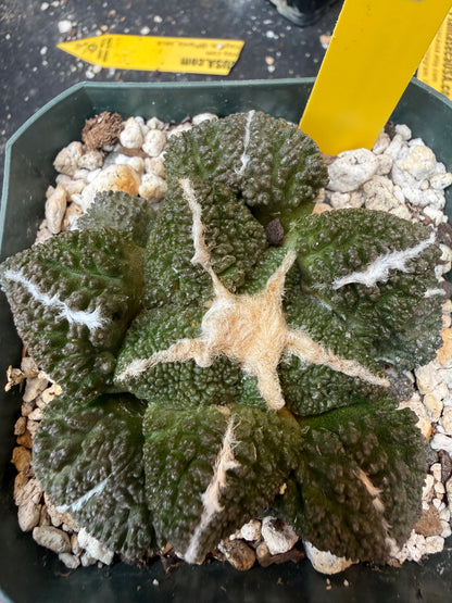 Ariocarpus kotschoubeyanus x Godzilla on short graft